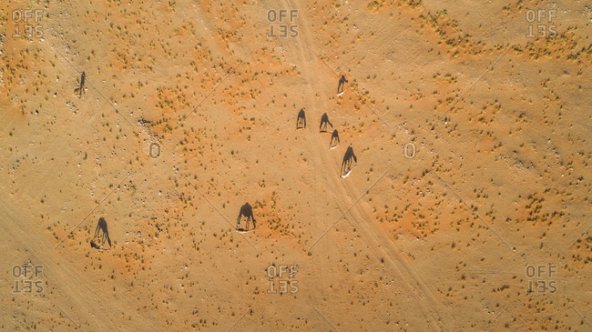 Aerial view of a group of camels in the desert of Sharjah, UAE
