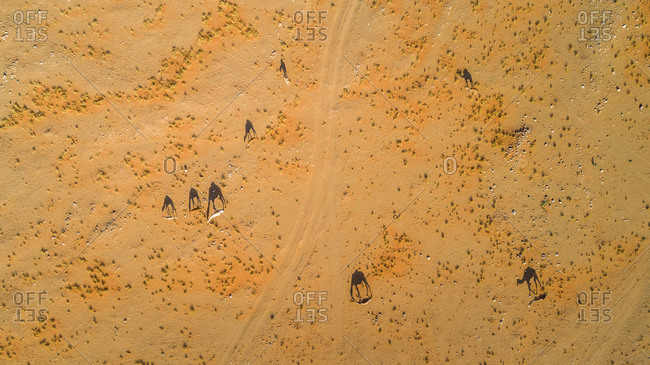 Aerial view of a group of camels in the desert of Sharjah, UAE