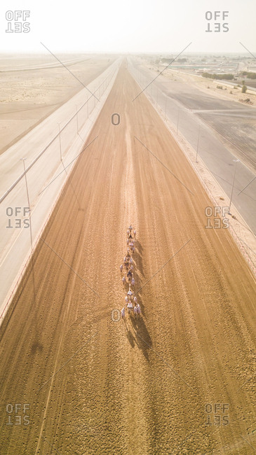 Aerial view of jockeys and camels on racetrack in Dubai, UAE