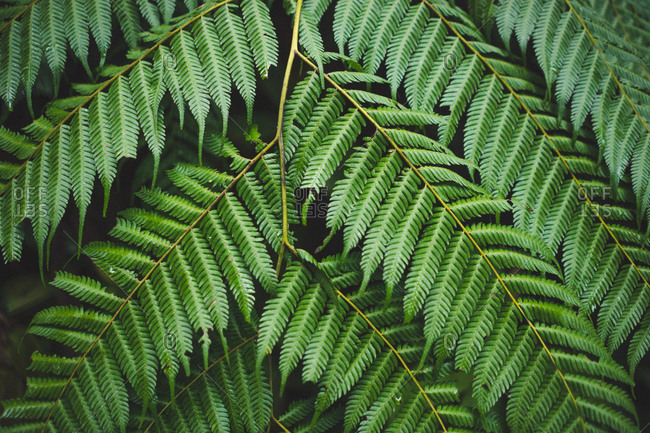 Close-up of fern fronds - Offset