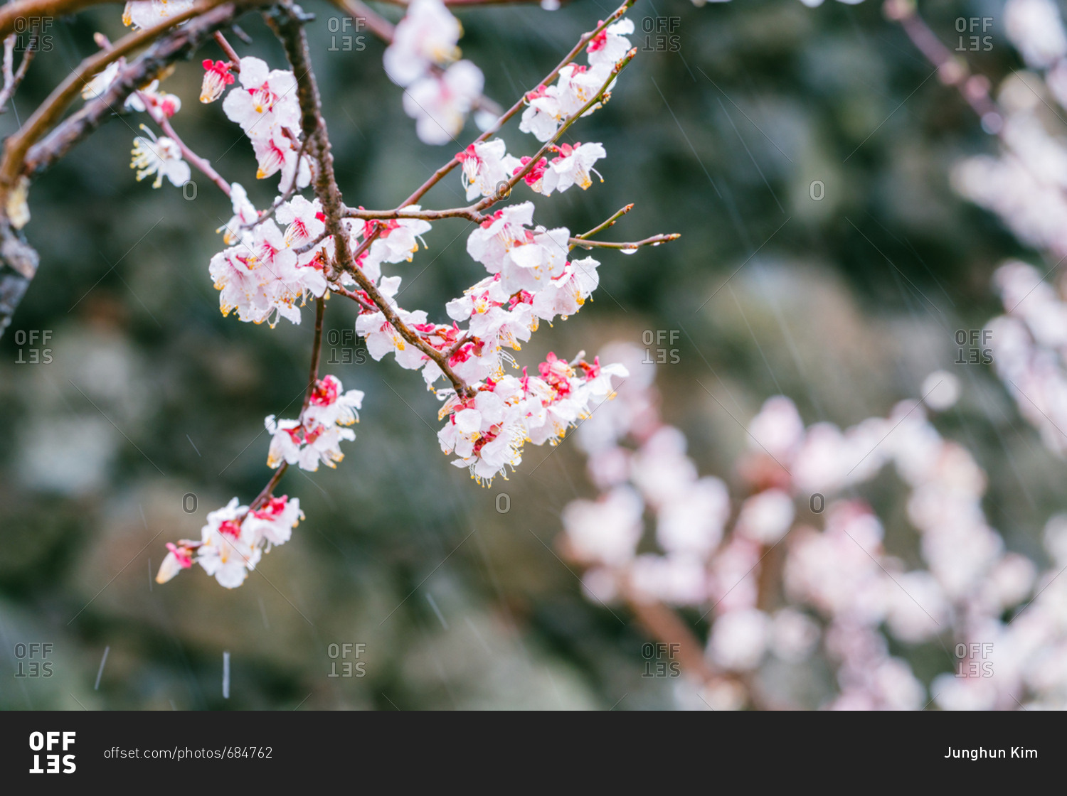 Branch with plum blossoms in rain