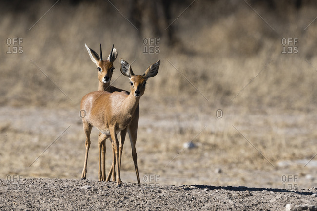 steenbok match steenbok match
