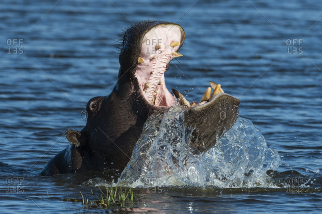 Hippopotamus, Hippopotamus amphibius, threat display