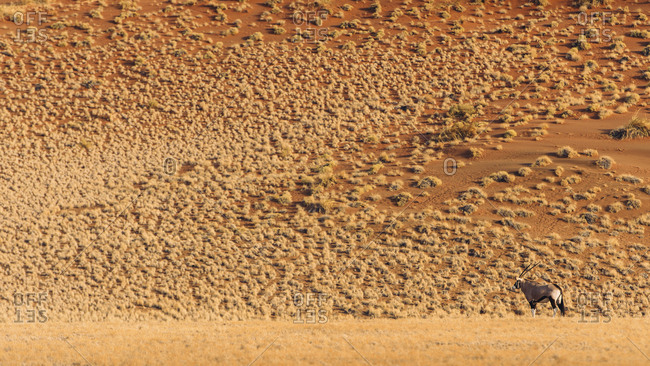 Gemsbok, Oryx gazella, in Namib-Naukluft National Park