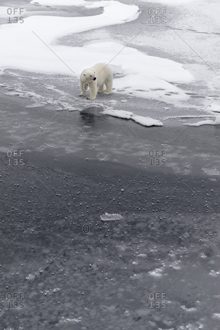 Polar bear, Ursus maritimus, walking on the pack ice in Svalbard