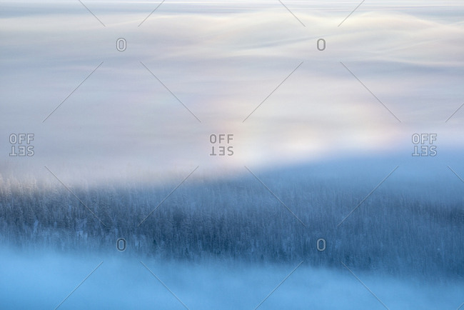 Misty, frost-covered Norway spruce, Picea abies, forest