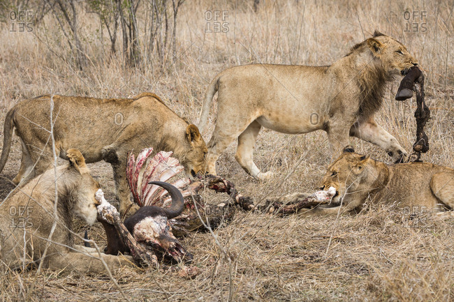 Lions, Panthera leo, feeding on African buffalo or Cape buffalo, Syncerus caffer