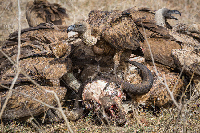 White-backed vultures, Gyps africanus, feeding on the carcass and skull of a Cape buffalo