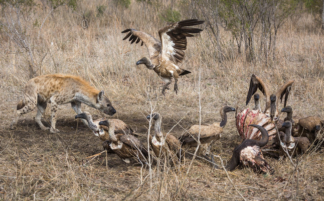 A Spotted hyena, Crocuta crocuta, approaches the carcass of a Cape Buffalo with White-backed vultures, Gyps africanus, already feeding