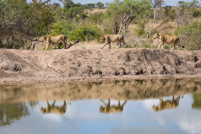 An pride of Lions, Panthera leo, walking along the edge of a water hole
