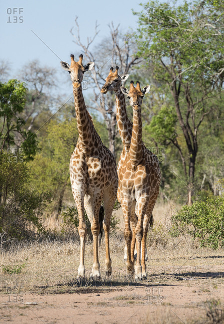 A trio of giraffes, Giraffa, on the move