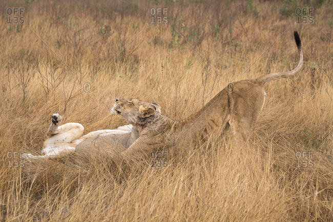 A female Lion, Panthera leo, stretching