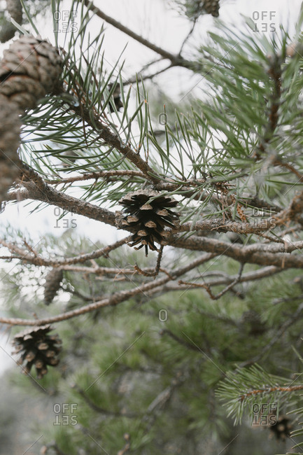 Close-up of pine tree branches and pinecones on cloudy da