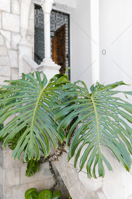 Large split leaf philodendron leaves growing outside window of stately home