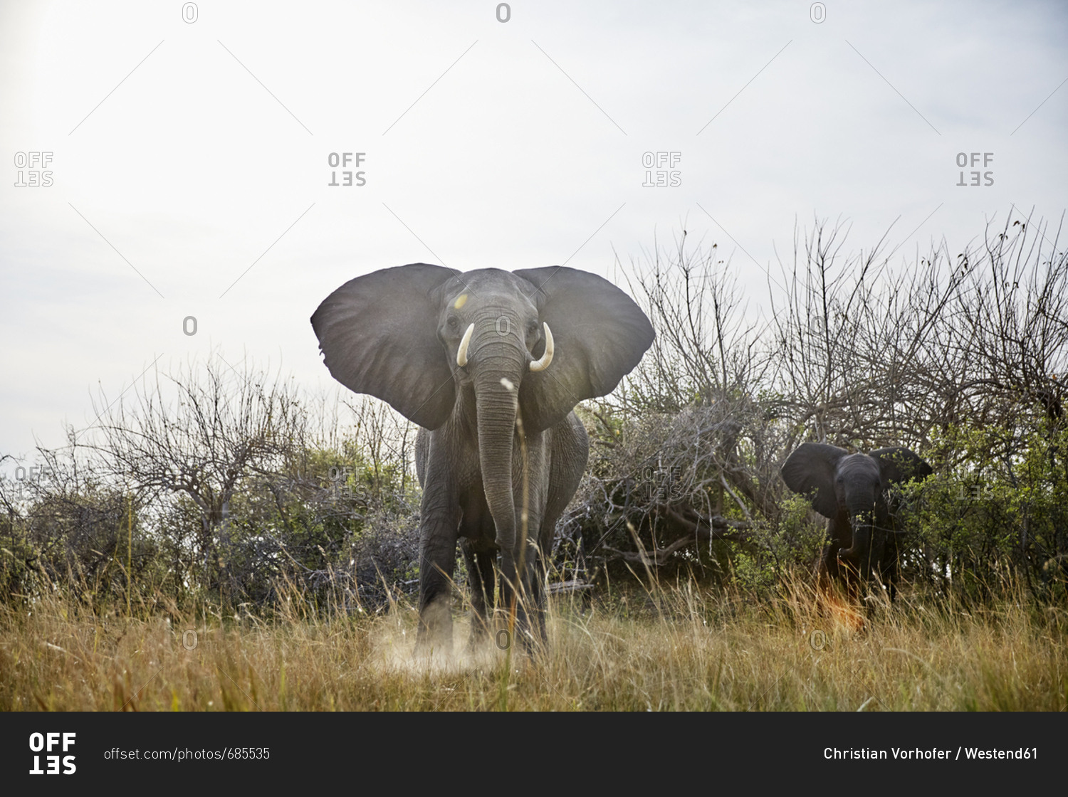 Namibia- Caprivi- cow elephant in defensive attitude- young animal in the background