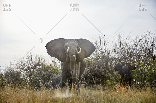Namibia- Caprivi- cow elephant in defensive attitude- young animal in the background