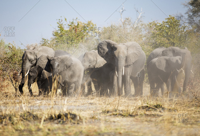 Africa- Namibia- Caprivi- African elephants whirling dust