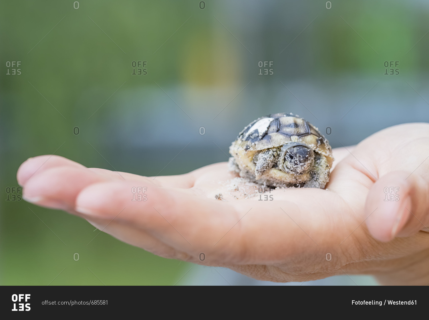 Hermann\'s tortoise- Testudo hermanni- freshly hatched