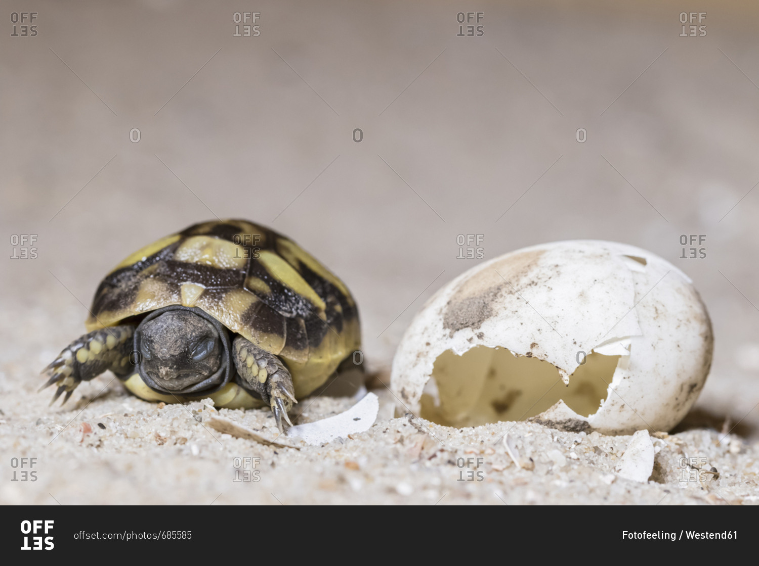 Hermann\'s tortoise- Testudo hermanni- hatching