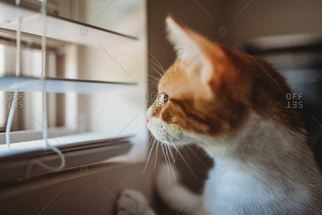 Curious cat looking out window through slat in window blinds