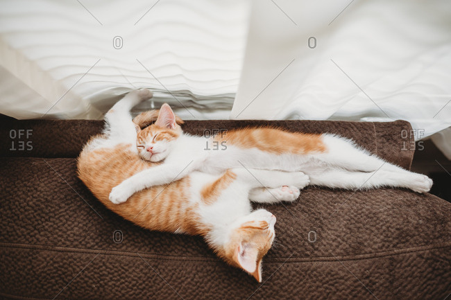 Overhead view of kittens sleeping intertwined on couch