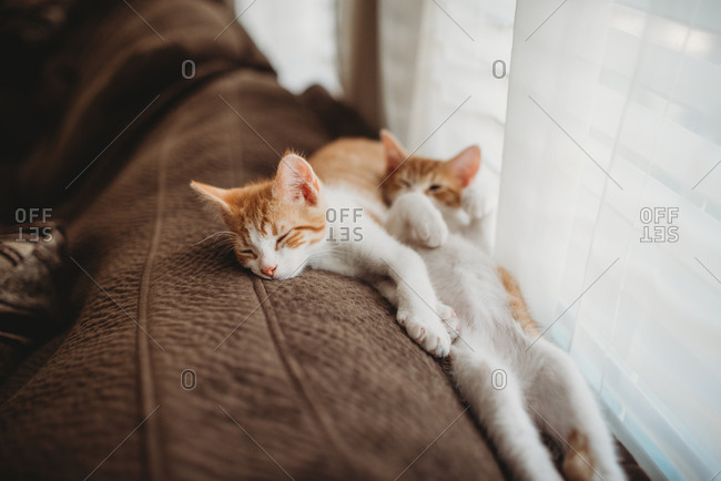 Kittens taking a break next to each other on couch