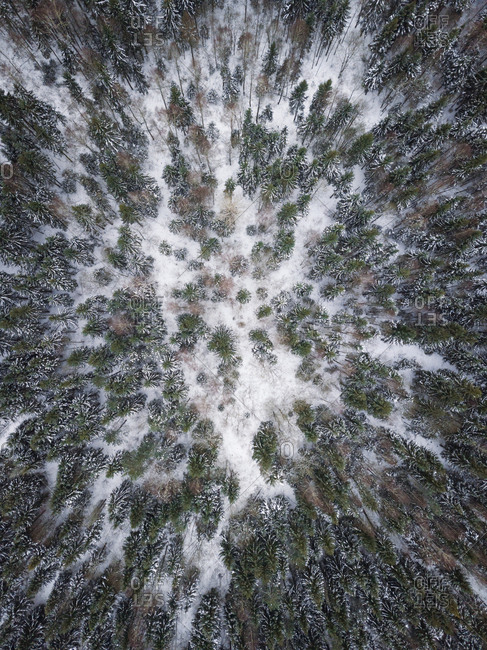 Aerial view of a snowy forest in nordic landscape of Estonia