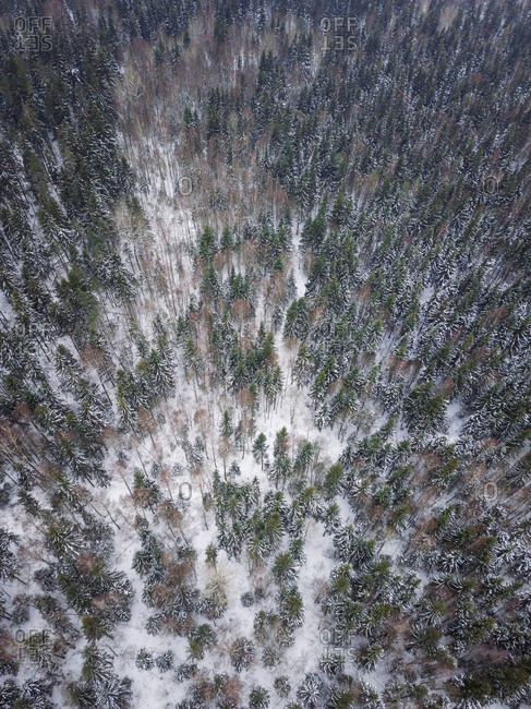 Aerial view of a snowy forest in nordic landscape of Estonia