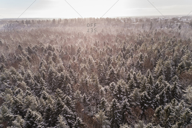 Aerial view of the snowy colorful forest of Muraste, Estonia