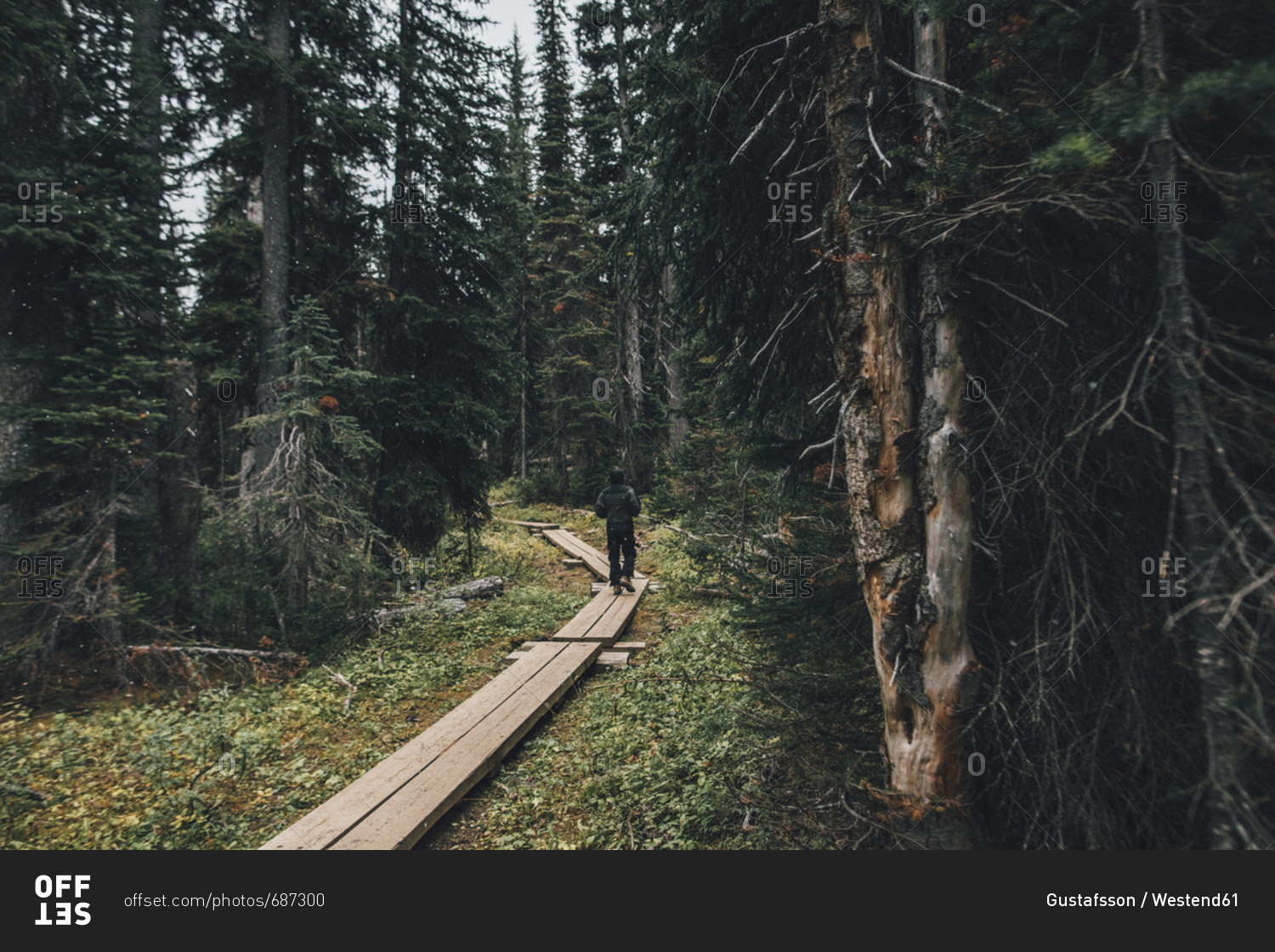 Canada- British Columbia- Yoho National Park- man hiking on boardwalk through forest