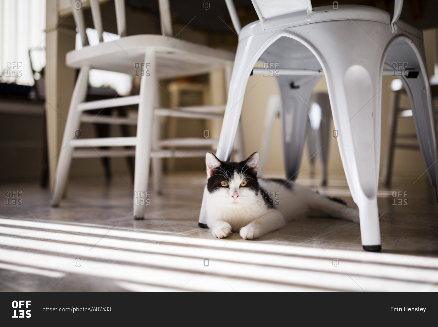 Portrait of cat lying under dining table stock photo OFFSET