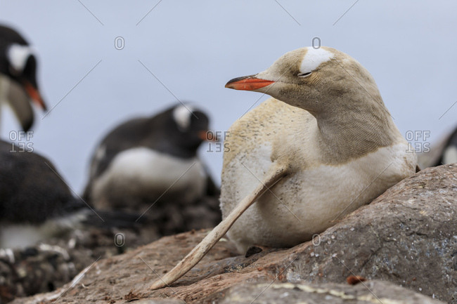 Rare leucistic gentoo penguin (Pygoscelis papua), Gonzalez Videla Station, Waterboat Point, Paradise Bay, Antarctica, Polar Regions