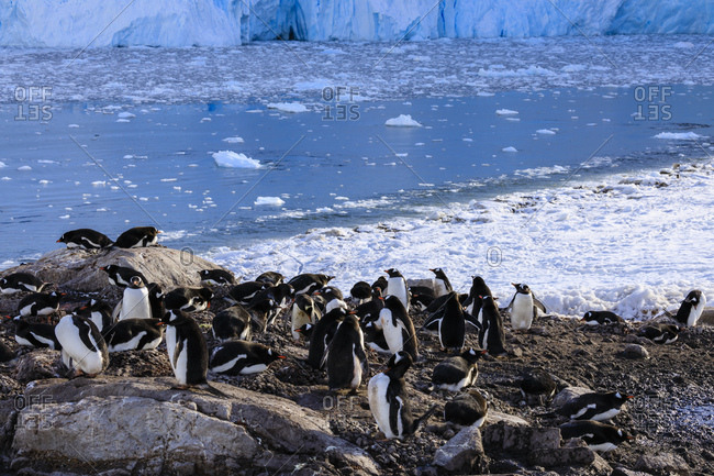 Gentoo penguin (Pygoscelis papua) colony above icy Neko Harbor, early morning, Graham Land, Antarctic Continent, Antarctica, Polar Regions
