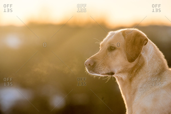 Golden Labrador Stock Photos Offset