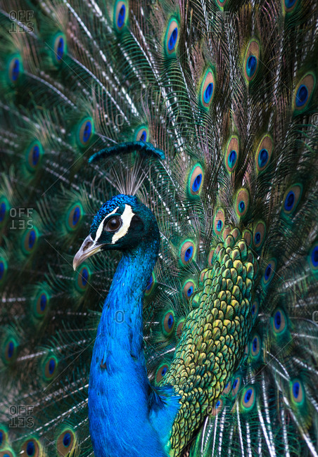 Indian Peacock (Pavo Cristatus) plumage display in the grounds of Barcelona Zoo, Catalonia, Spain, Europe