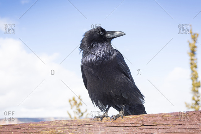 Close-up of raven perching on wood against sky at Bryce Canyon National Park