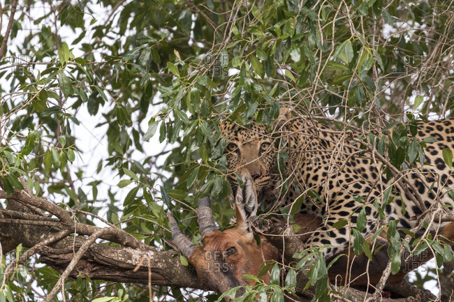 Leopard with dead topi amidst branches on tree