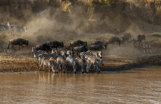 Wildebeest and zebras at riverbank at Serengeti National Park