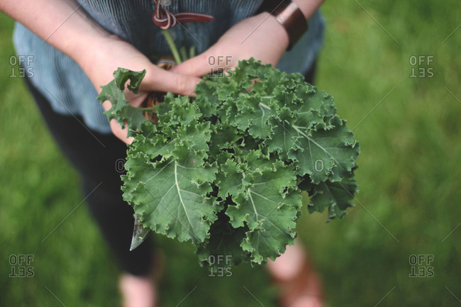 Close up of hands holding bunch of kale leaves