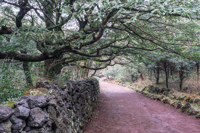Tree branches forming canopy over peaceful path through forest
