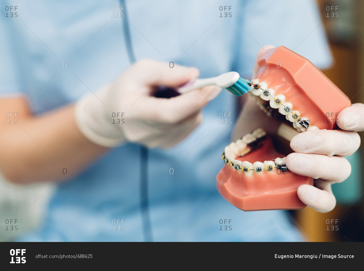 Dentist cleaning false teeth with toothbrush, mid section, close-up