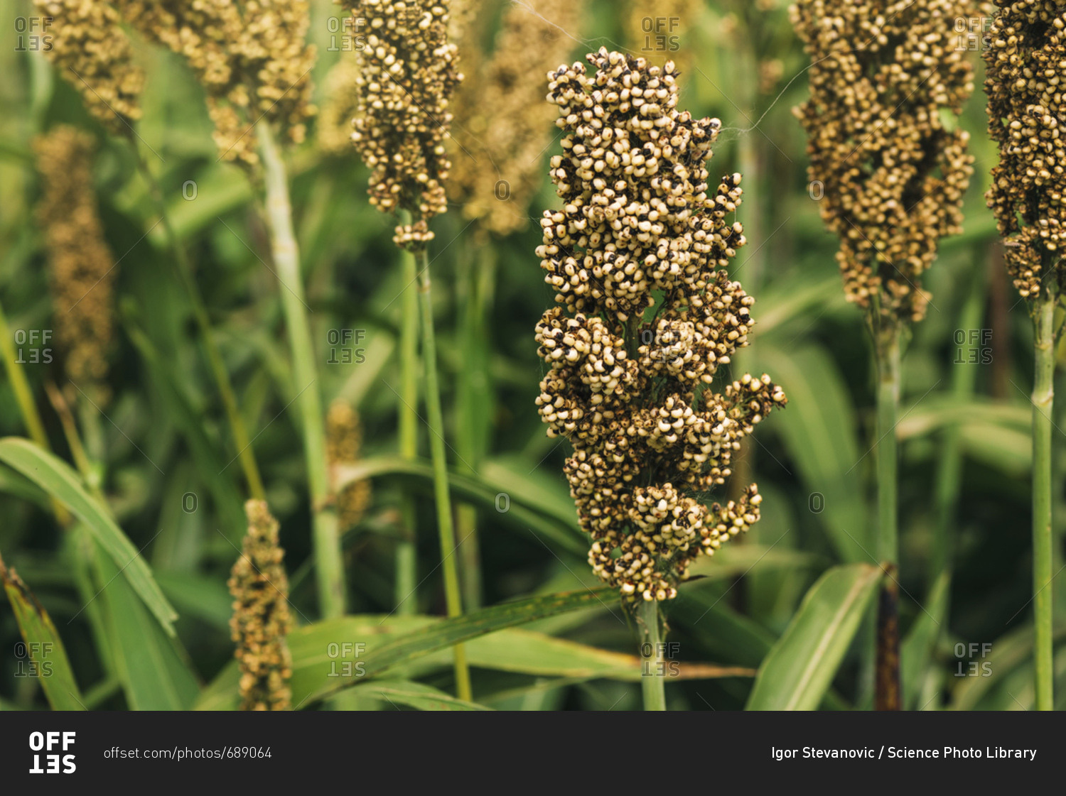 Суданська трава (Sorghum sudanense)