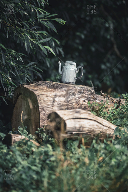 Vintage tin tea pot on tree stump between bushes.