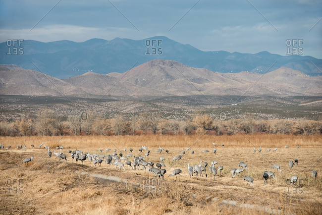 Sandhill Cranes feeding on corn field