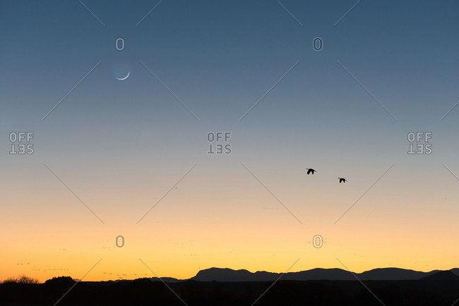 It Was Twilight And Sandhill Cranes >> Two Sandhill Cranes In Flight At Twilight With Crescent Moon Stock It Was Twilight And Sandhill Cranes >> Two Sandhill Cranes In Flight At Twilight With Crescent Moon Stock