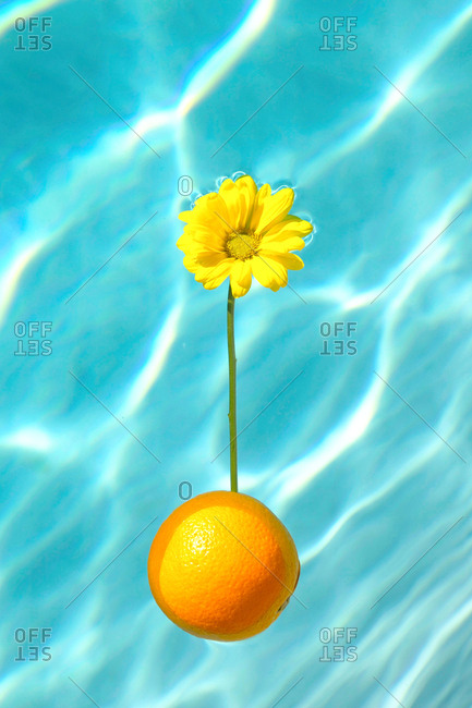 Surreal still life of flower growing out of orange floating in water
