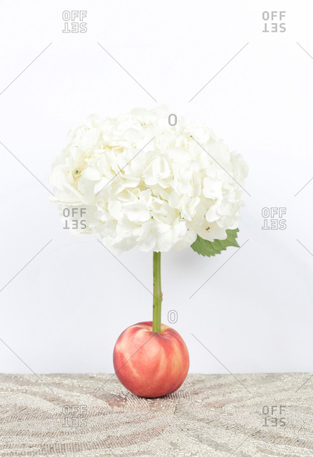 Fun still life of flower growing out of peach