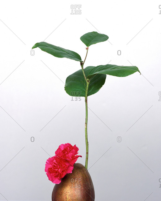 Still life of flower growing out of fruit