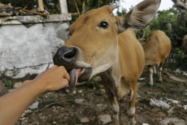 lick cow Woman