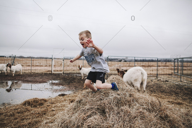 A boy playing in a goat pen